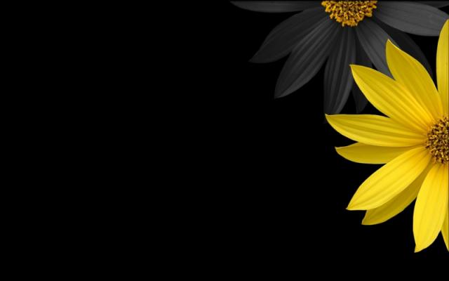 black20minimalistic20flowers20yellow20flower20petals20black20background201920x120020wallpaper_www_wall321_com_51.jpg
